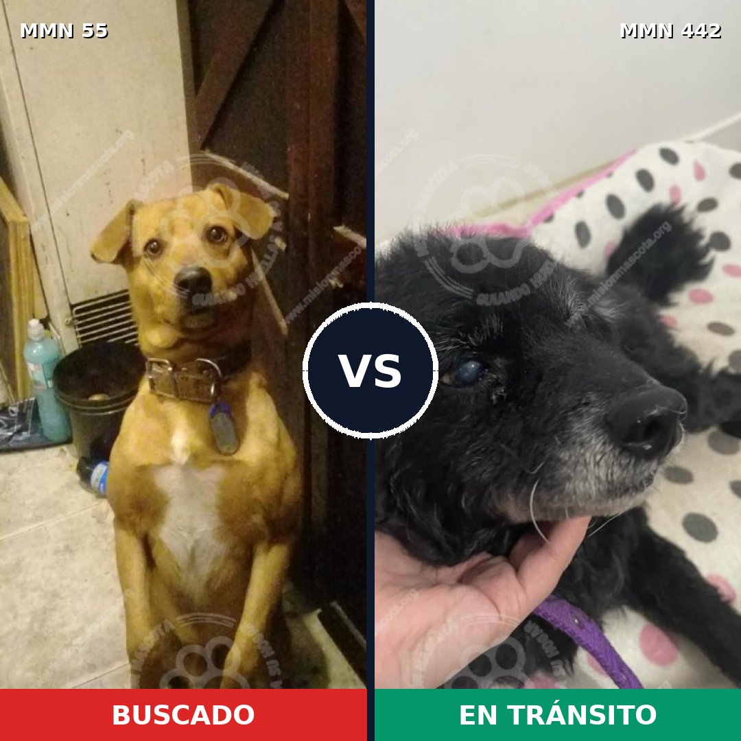 Comparativa MMS 2136: mascota perdida y mascota encontrada, 74% de similitud
