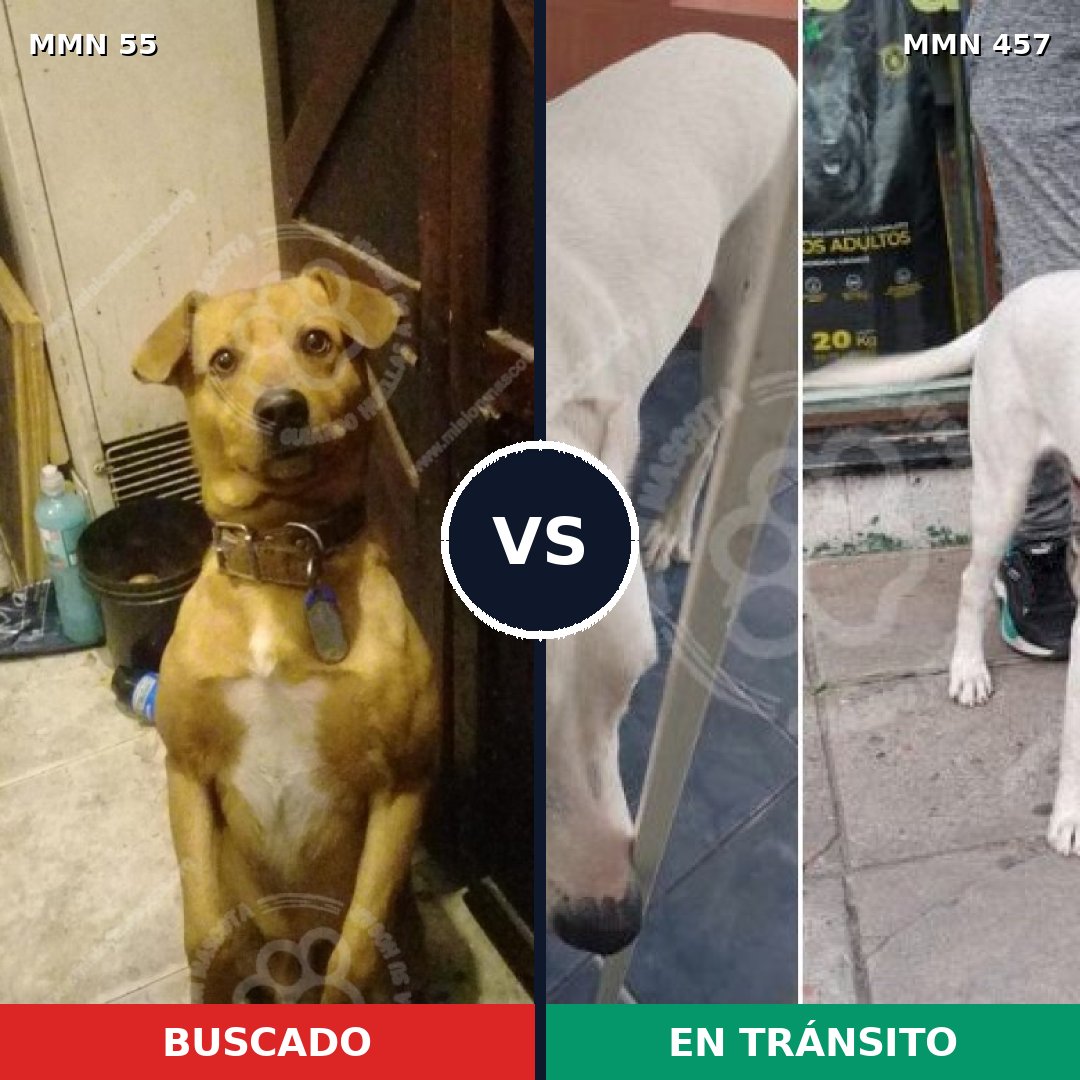 Comparativa MMS 2138: mascota perdida y mascota encontrada, 80% de similitud