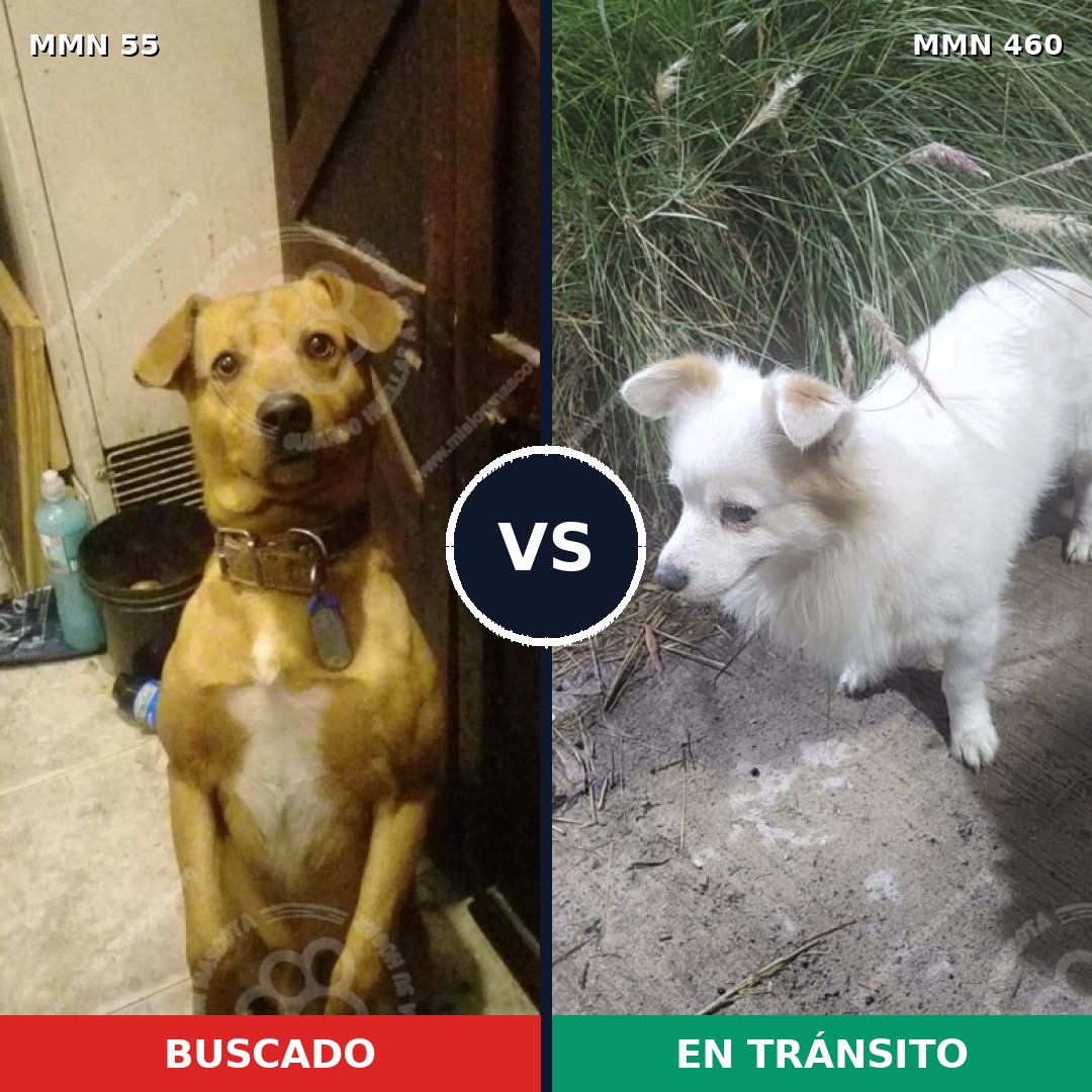 Comparativa MMS 2139: mascota perdida y mascota encontrada, 63% de similitud