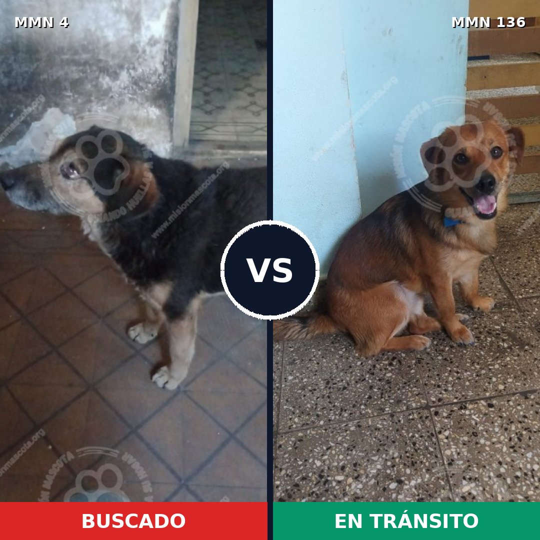 Comparativa MMS 214: mascota perdida y mascota encontrada, 73% de similitud