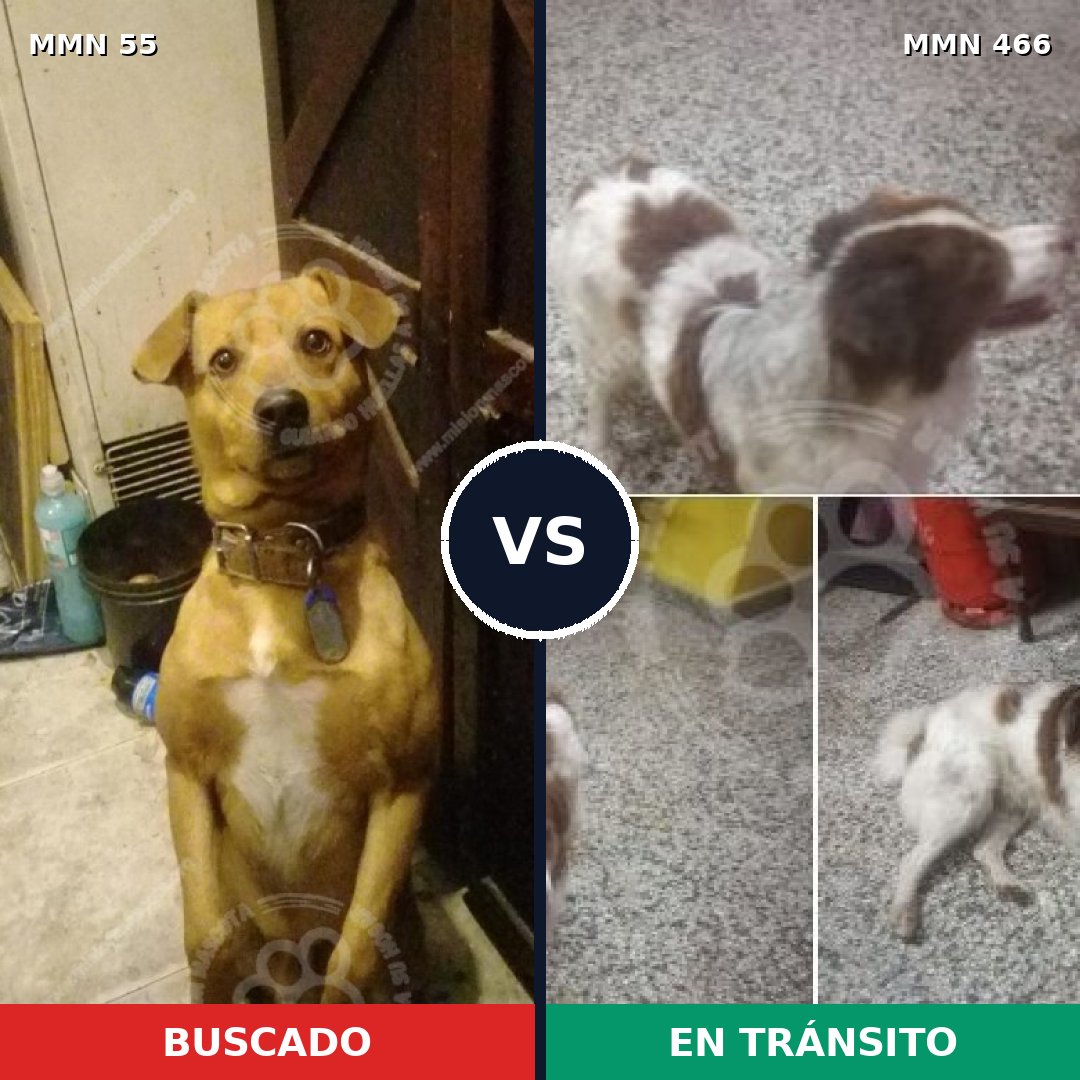 Comparativa MMS 2140: mascota perdida y mascota encontrada, 73% de similitud
