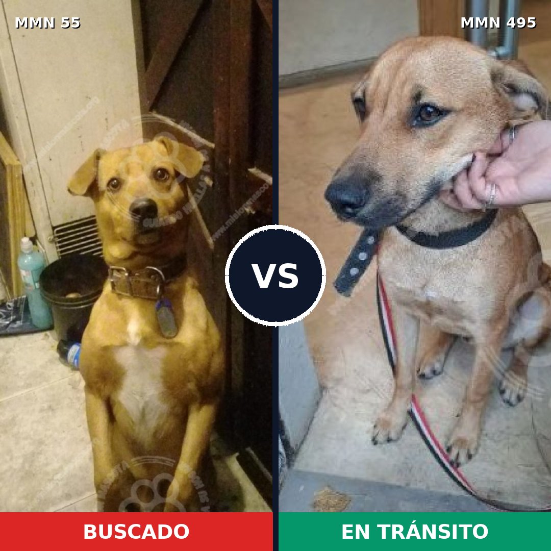 Comparativa MMS 2144: mascota perdida y mascota encontrada, 76% de similitud