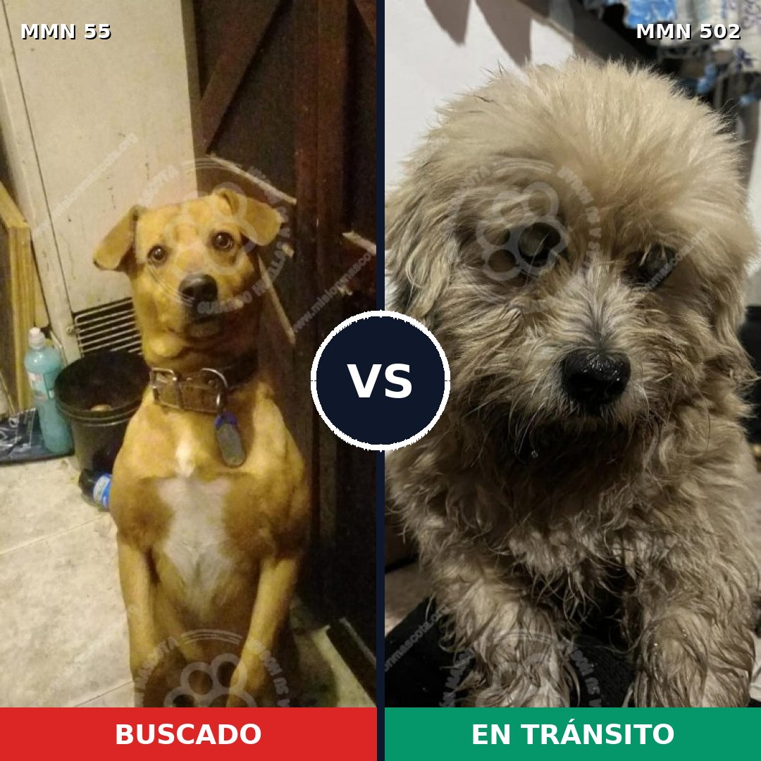 Comparativa MMS 2145: mascota perdida y mascota encontrada, 59% de similitud