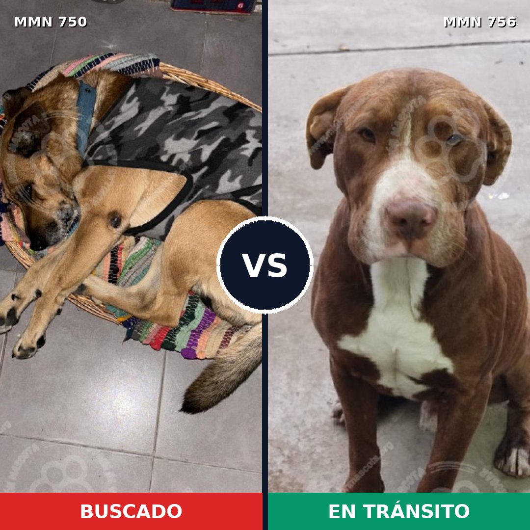 Comparativa MMS 21450: mascota perdida y mascota encontrada, 28% de similitud