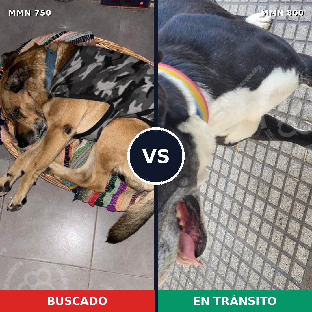 Comparativa MMS 21451: mascota perdida y mascota encontrada, 26% de similitud