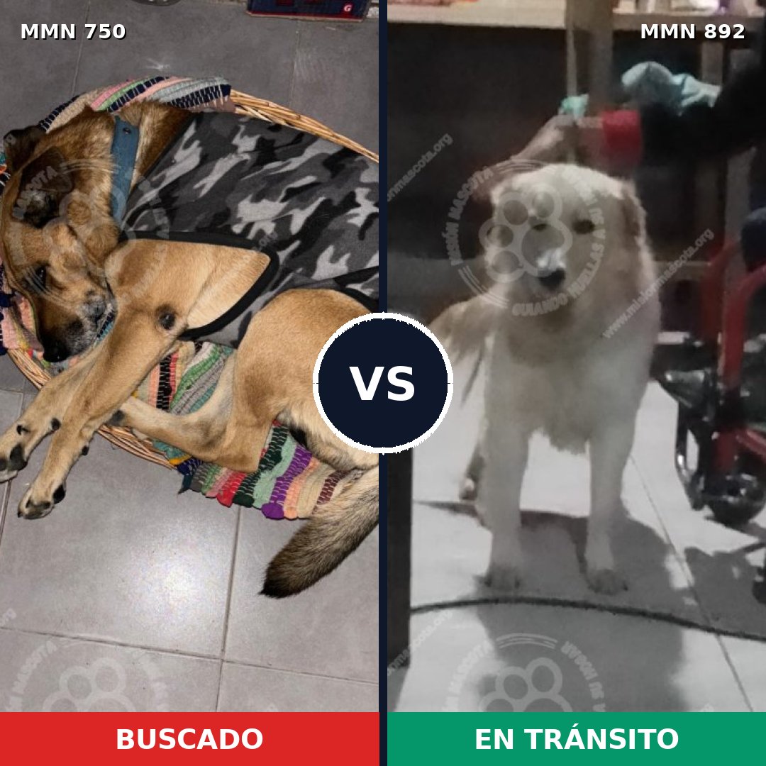 Comparativa MMS 21454: mascota perdida y mascota encontrada, 56% de similitud