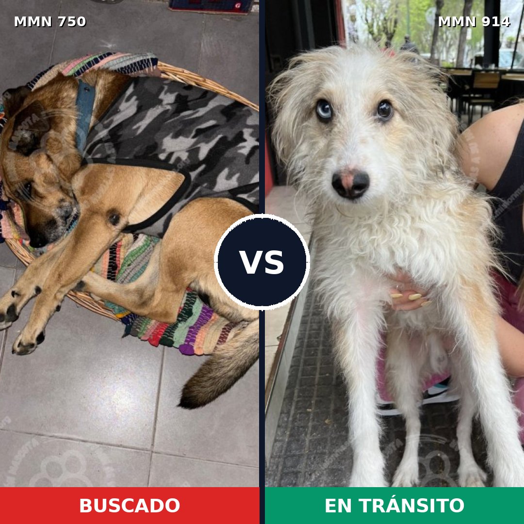 Comparativa MMS 21455: mascota perdida y mascota encontrada, 43% de similitud