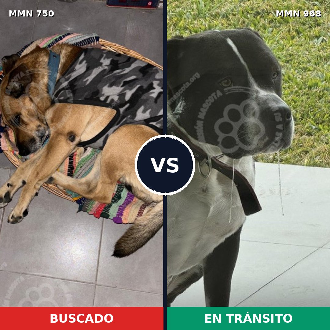 Comparativa MMS 21457: mascota perdida y mascota encontrada, 32% de similitud