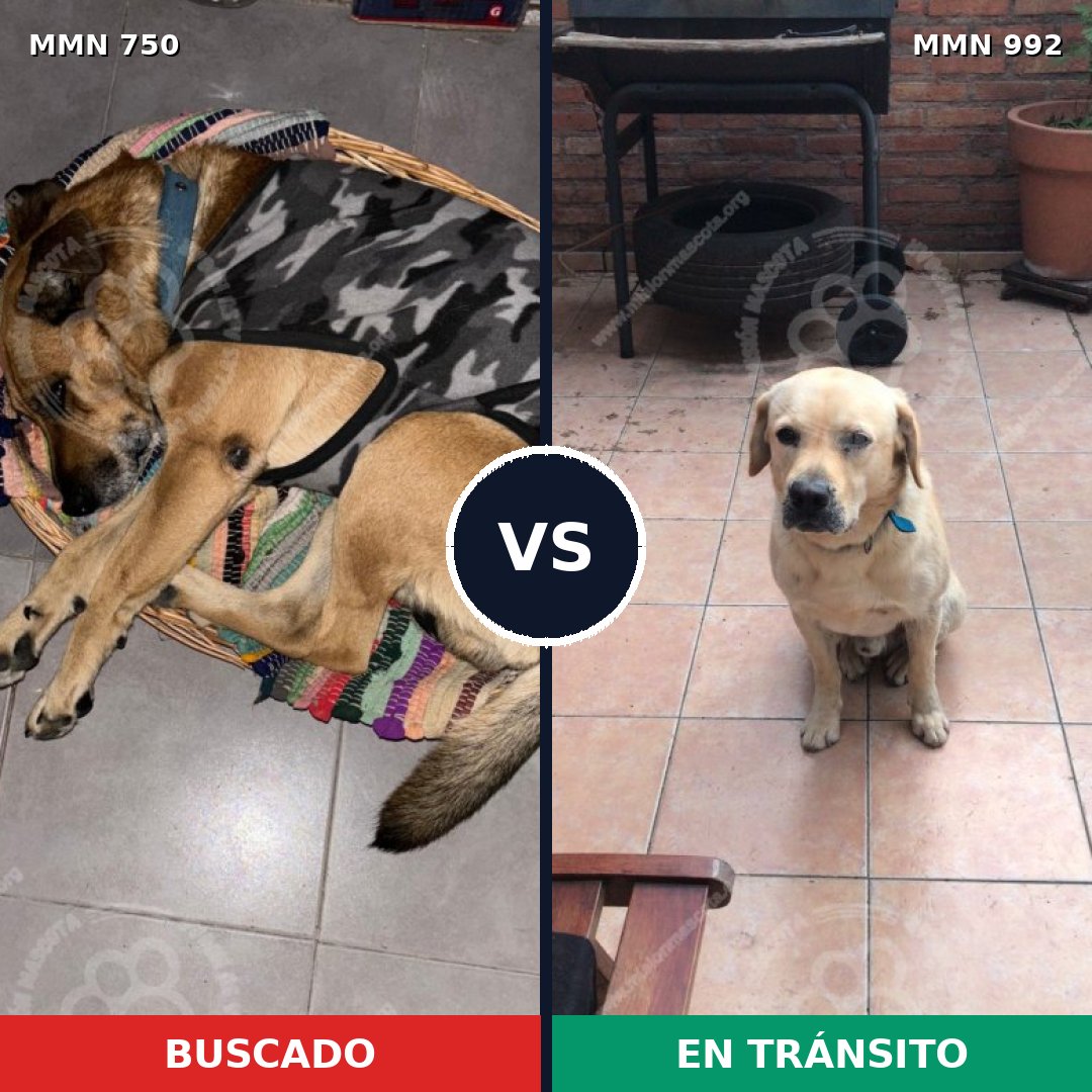 Comparativa MMS 21458: mascota perdida y mascota encontrada, 42% de similitud