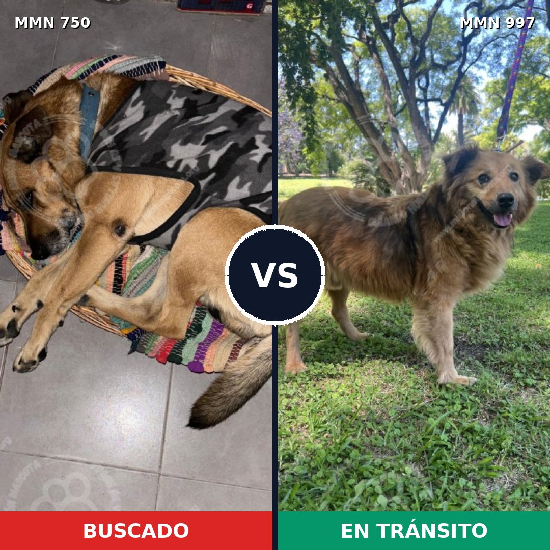 Comparativa MMS 21459: mascota perdida y mascota encontrada, 61% de similitud