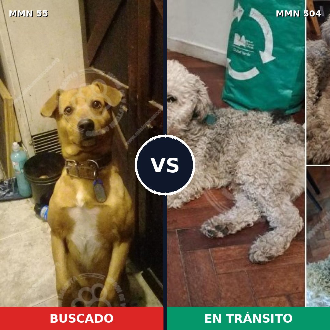 Comparativa MMS 2146: mascota perdida y mascota encontrada, 39% de similitud
