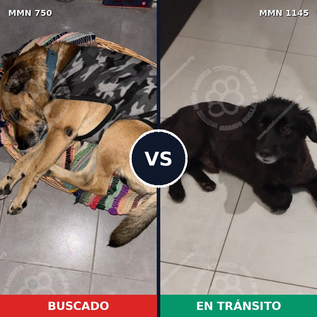 Comparativa MMS 21463: mascota perdida y mascota encontrada, 62% de similitud