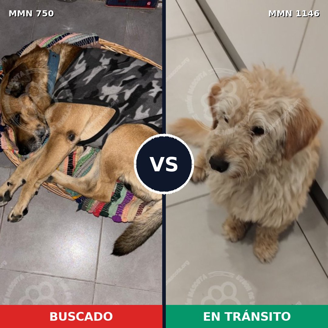 Comparativa MMS 21464: mascota perdida y mascota encontrada, 61% de similitud