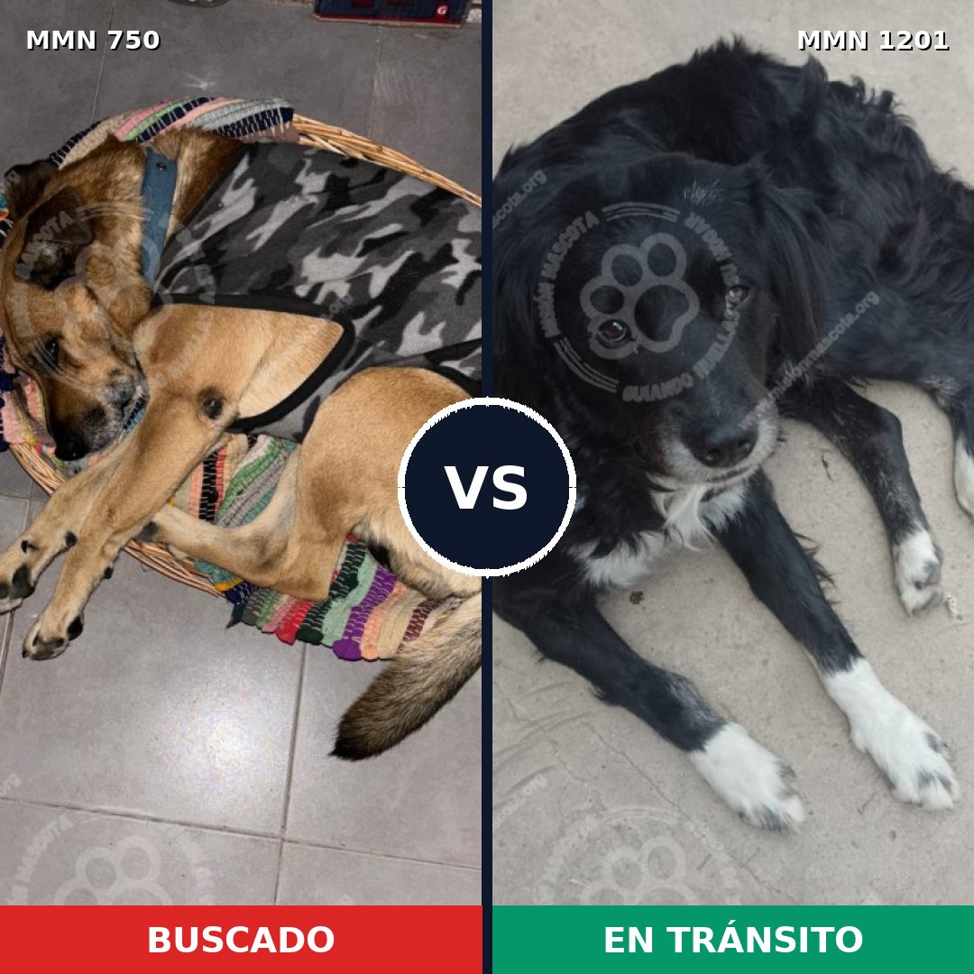 Comparativa MMS 21468: mascota perdida y mascota encontrada, 50% de similitud