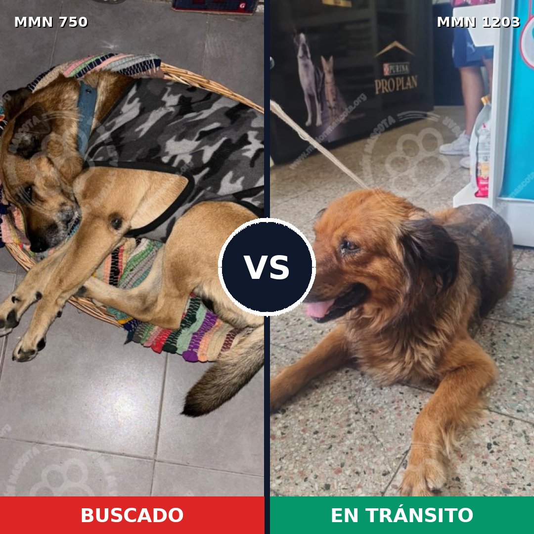 Comparativa MMS 21469: mascota perdida y mascota encontrada, 56% de similitud
