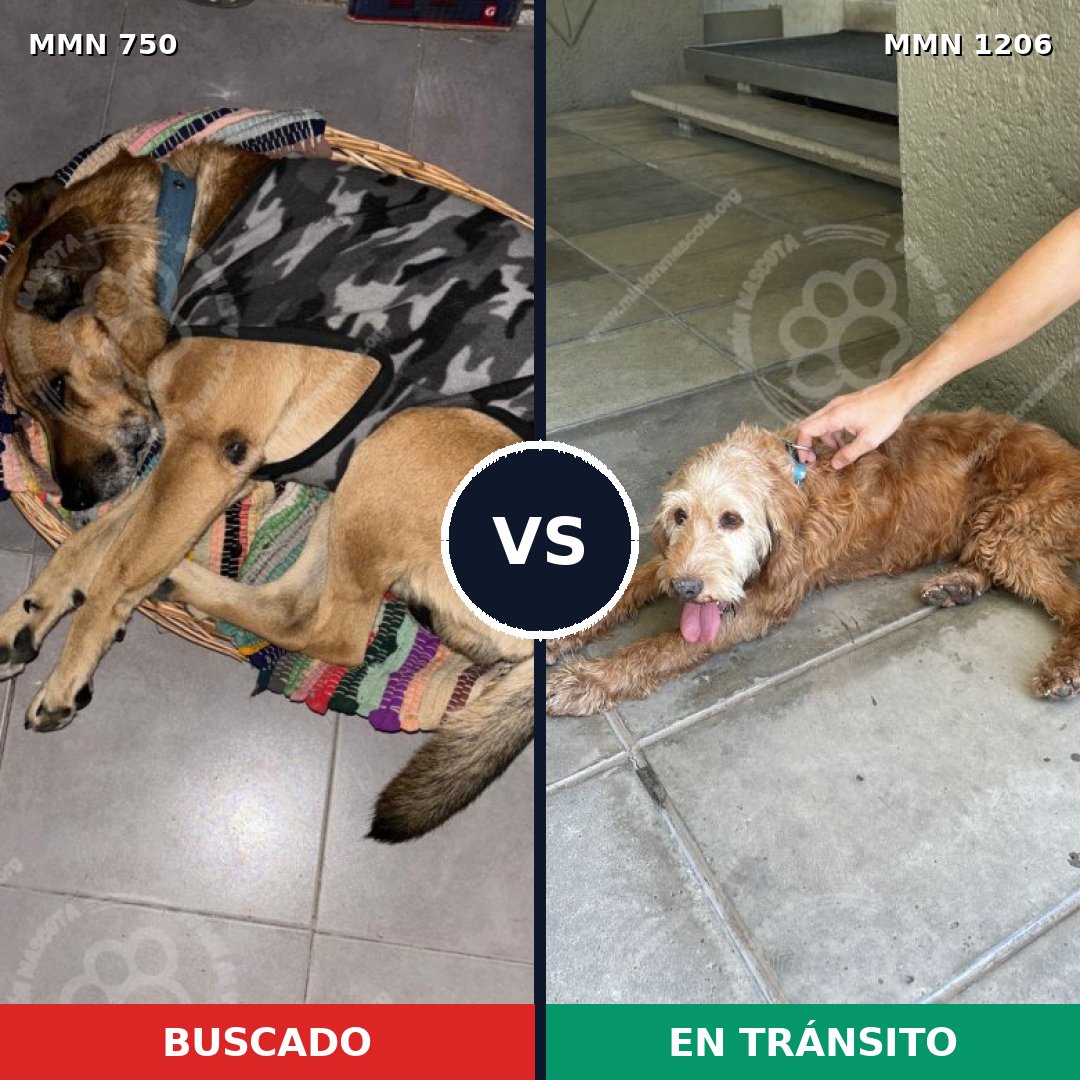 Comparativa MMS 21470: mascota perdida y mascota encontrada, 67% de similitud