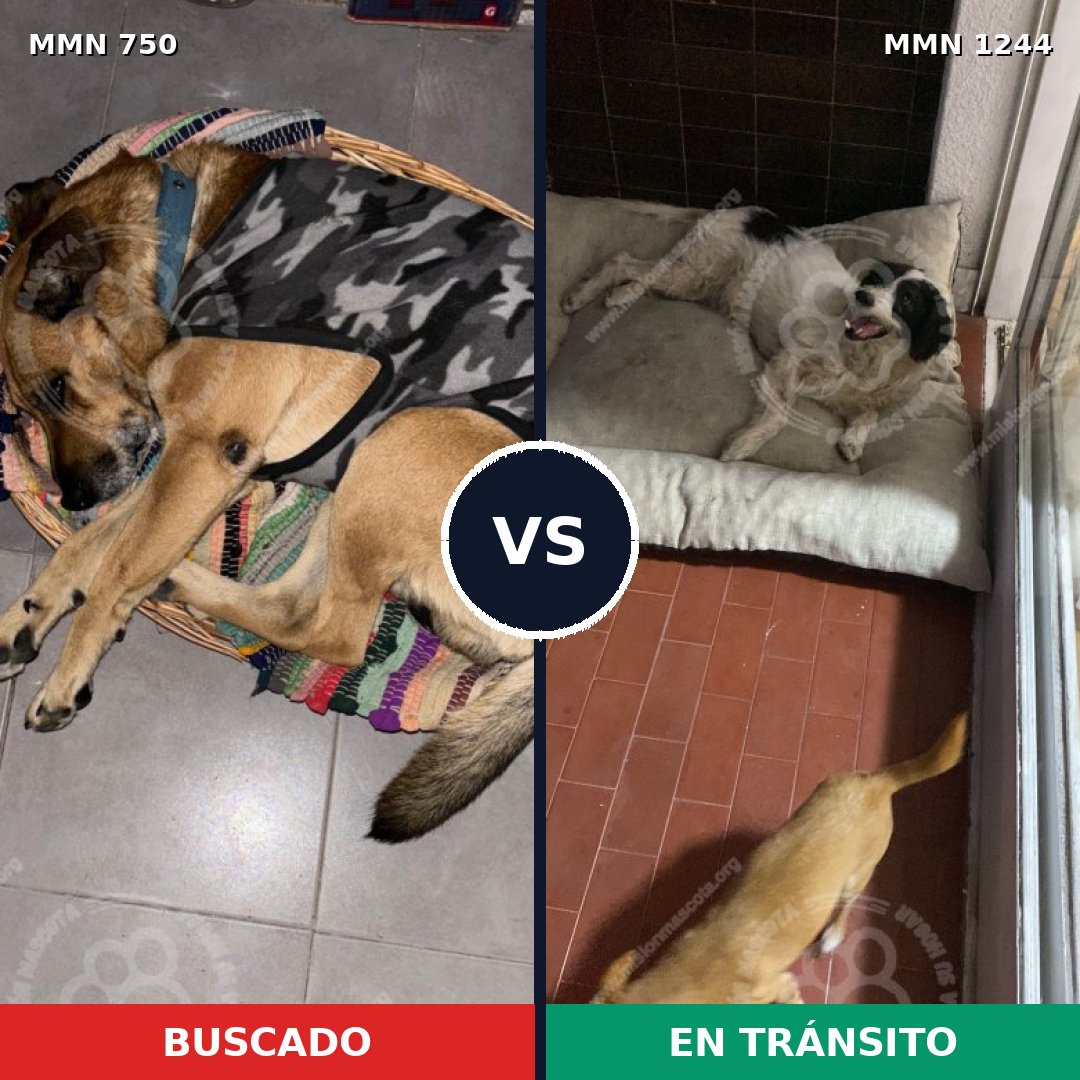 Comparativa MMS 21473: mascota perdida y mascota encontrada, 58% de similitud