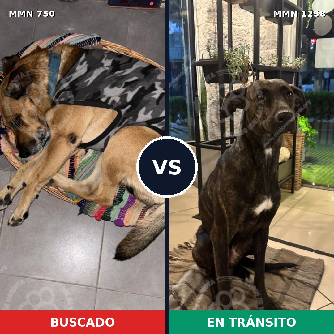 Comparativa MMS 21474: mascota perdida y mascota encontrada, 62% de similitud