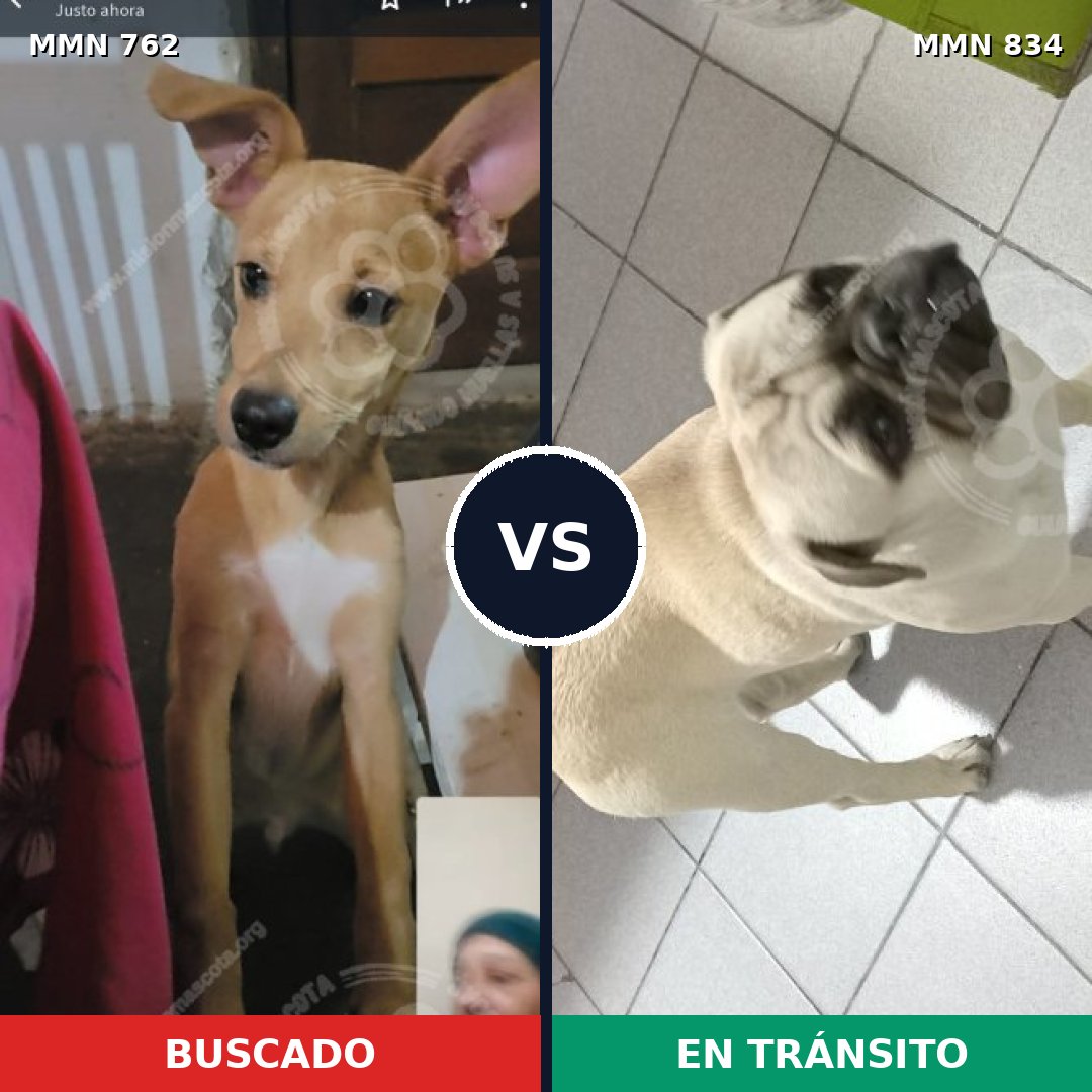 Comparativa MMS 21477: mascota perdida y mascota encontrada, 31% de similitud