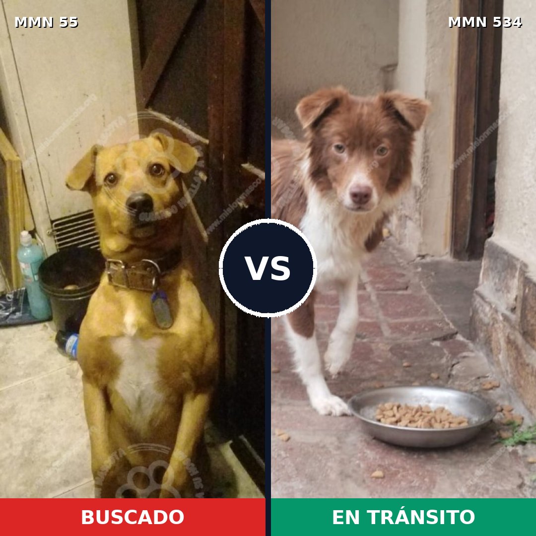 Comparativa MMS 2148: mascota perdida y mascota encontrada, 71% de similitud