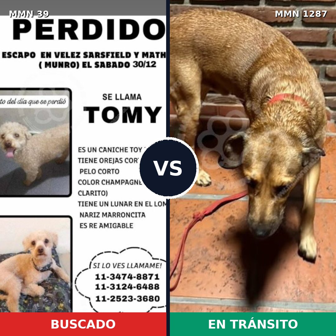 Comparativa MMS 21480: mascota perdida y mascota encontrada, 21% de similitud