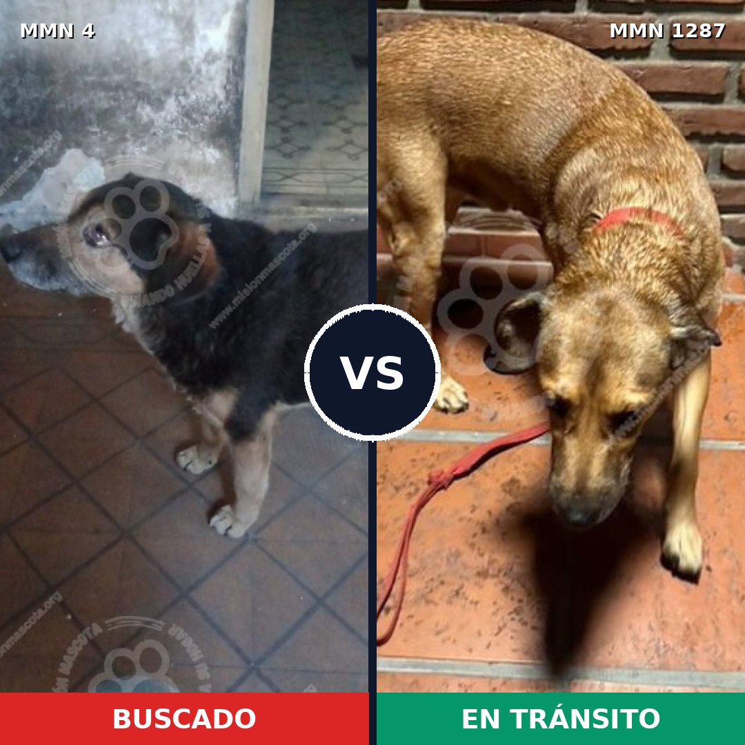 Comparativa MMS 21482: mascota perdida y mascota encontrada, 62% de similitud
