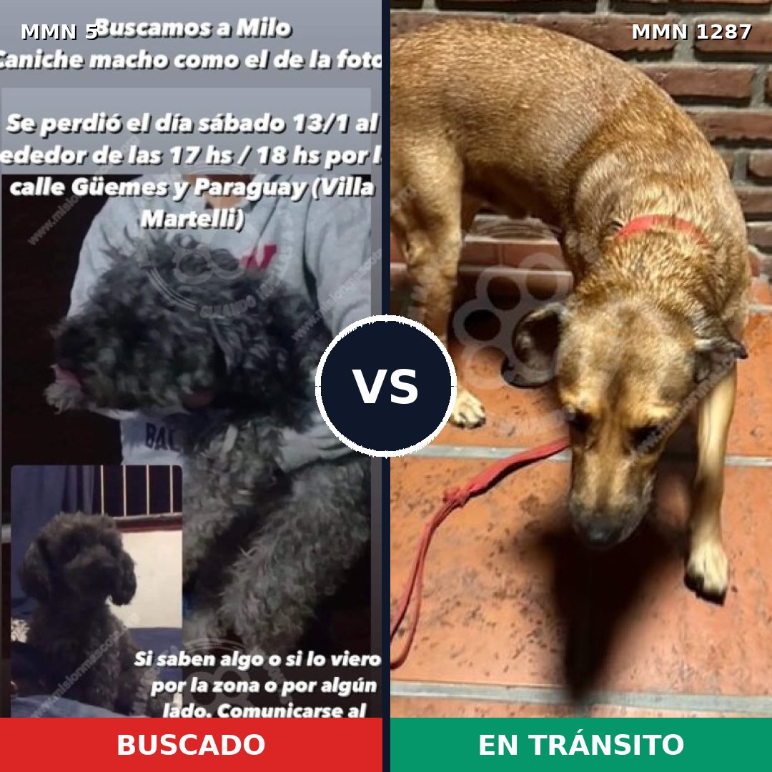 Comparativa MMS 21483: mascota perdida y mascota encontrada, 31% de similitud