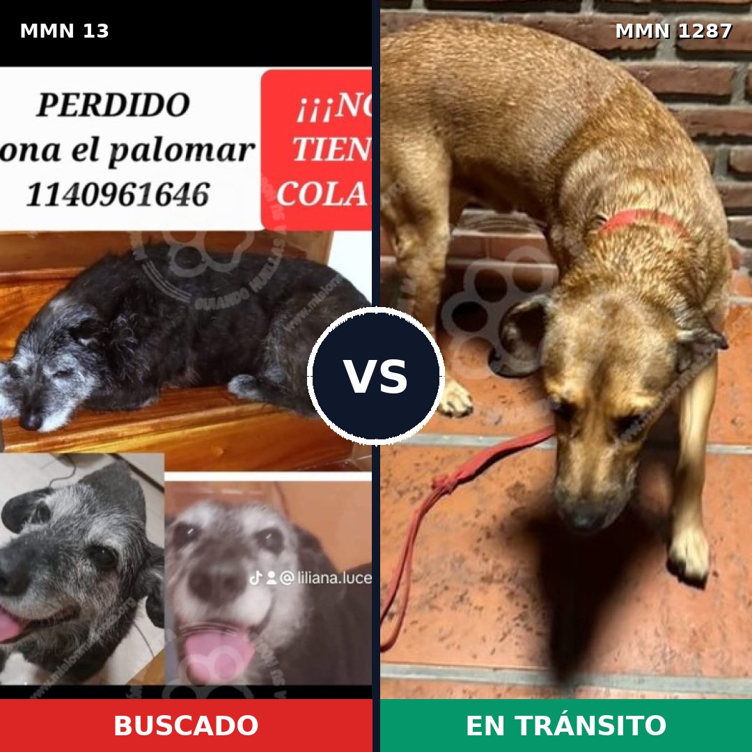Comparativa MMS 21486: mascota perdida y mascota encontrada, 61% de similitud