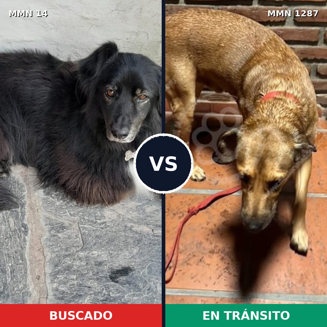 Comparativa MMS 21487: mascota perdida y mascota encontrada, 56% de similitud