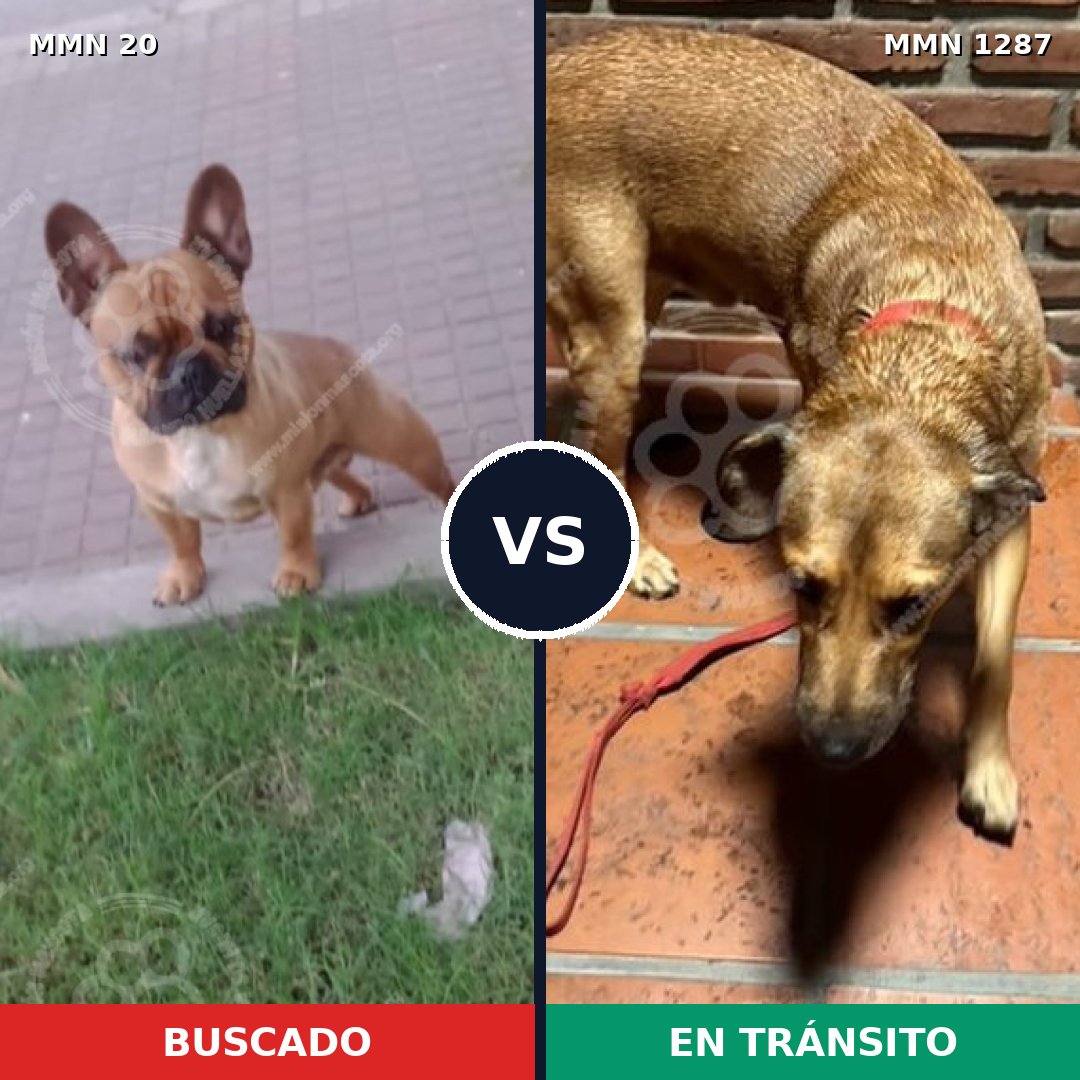 Comparativa MMS 21489: mascota perdida y mascota encontrada, 40% de similitud