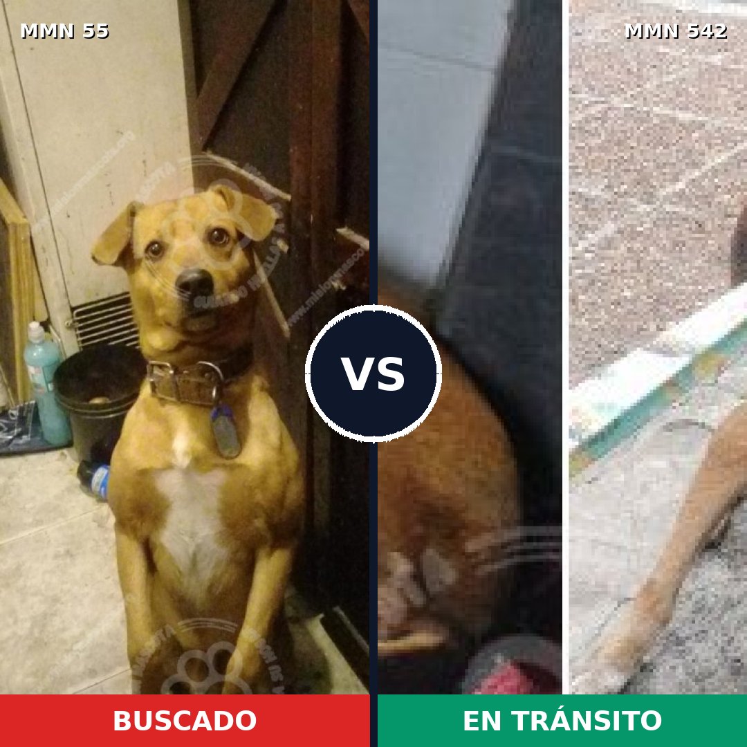 Comparativa MMS 2149: mascota perdida y mascota encontrada, 54% de similitud