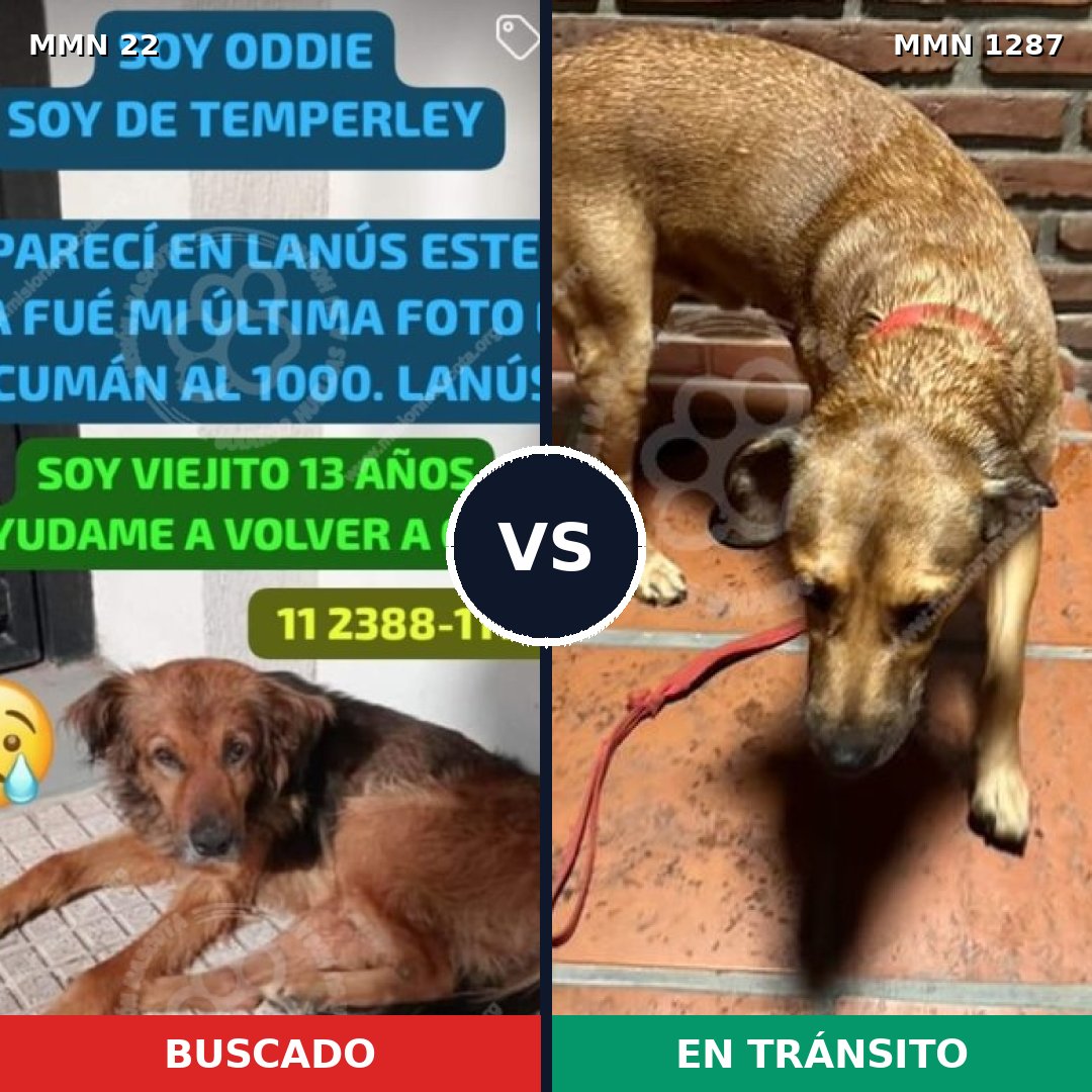 Comparativa MMS 21491: mascota perdida y mascota encontrada, 59% de similitud