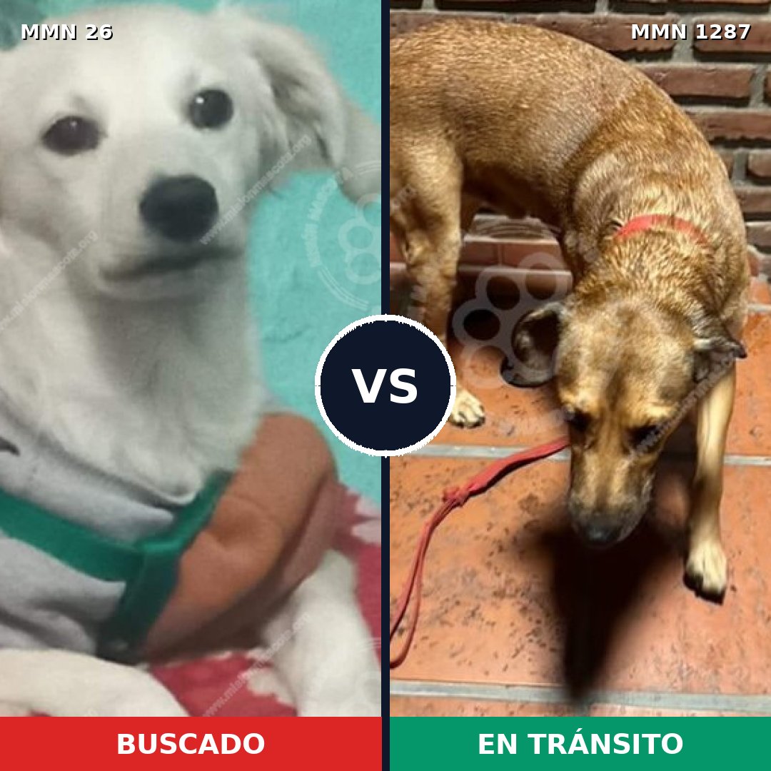 Comparativa MMS 21492: mascota perdida y mascota encontrada, 63% de similitud
