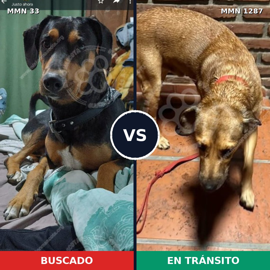 Comparativa MMS 21493: mascota perdida y mascota encontrada, 53% de similitud