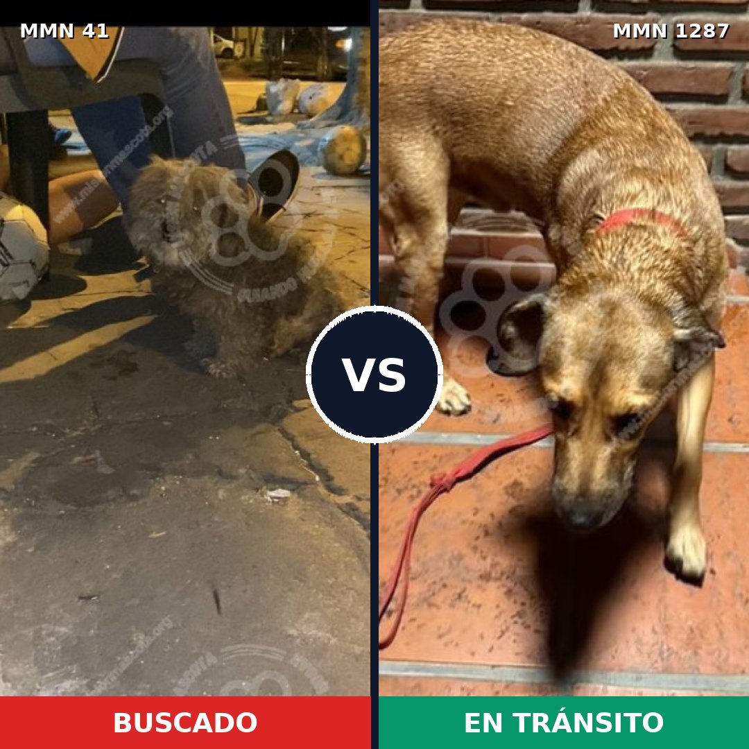 Comparativa MMS 21494: mascota perdida y mascota encontrada, 51% de similitud