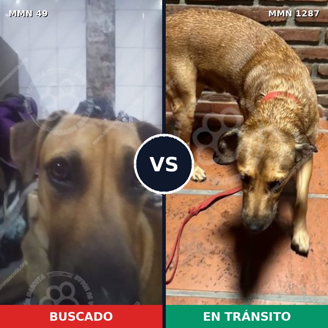 Comparativa MMS 21495: mascota perdida y mascota encontrada, 53% de similitud