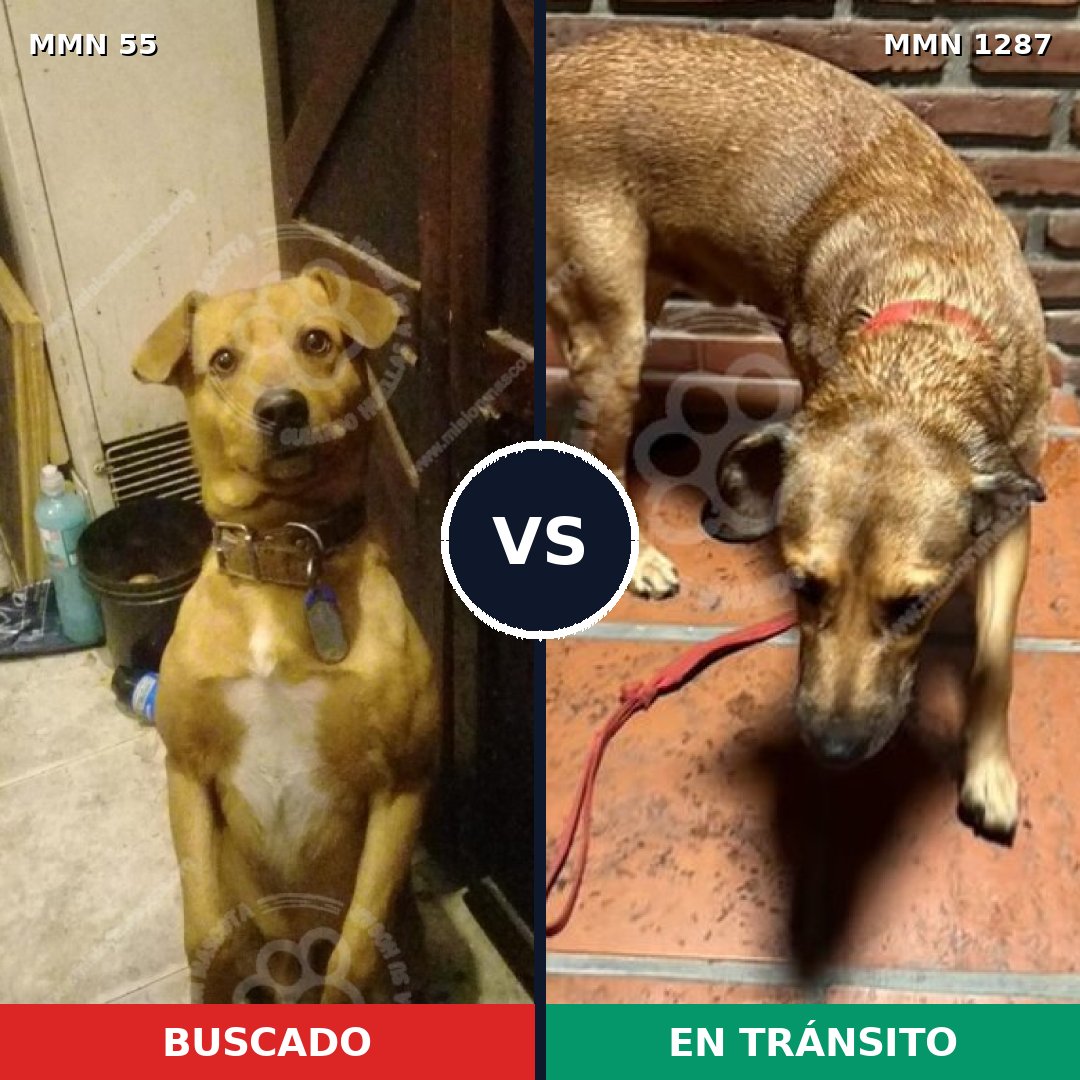 Comparativa MMS 21496: mascota perdida y mascota encontrada, 75% de similitud