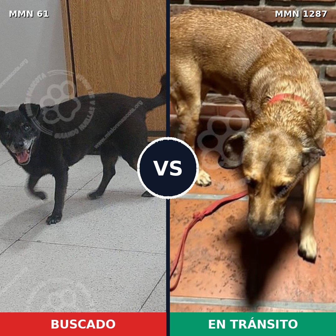 Comparativa MMS 21497: mascota perdida y mascota encontrada, 61% de similitud