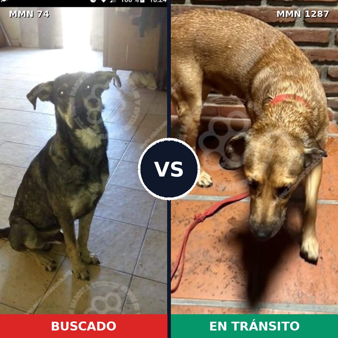 Comparativa MMS 21498: mascota perdida y mascota encontrada, 52% de similitud
