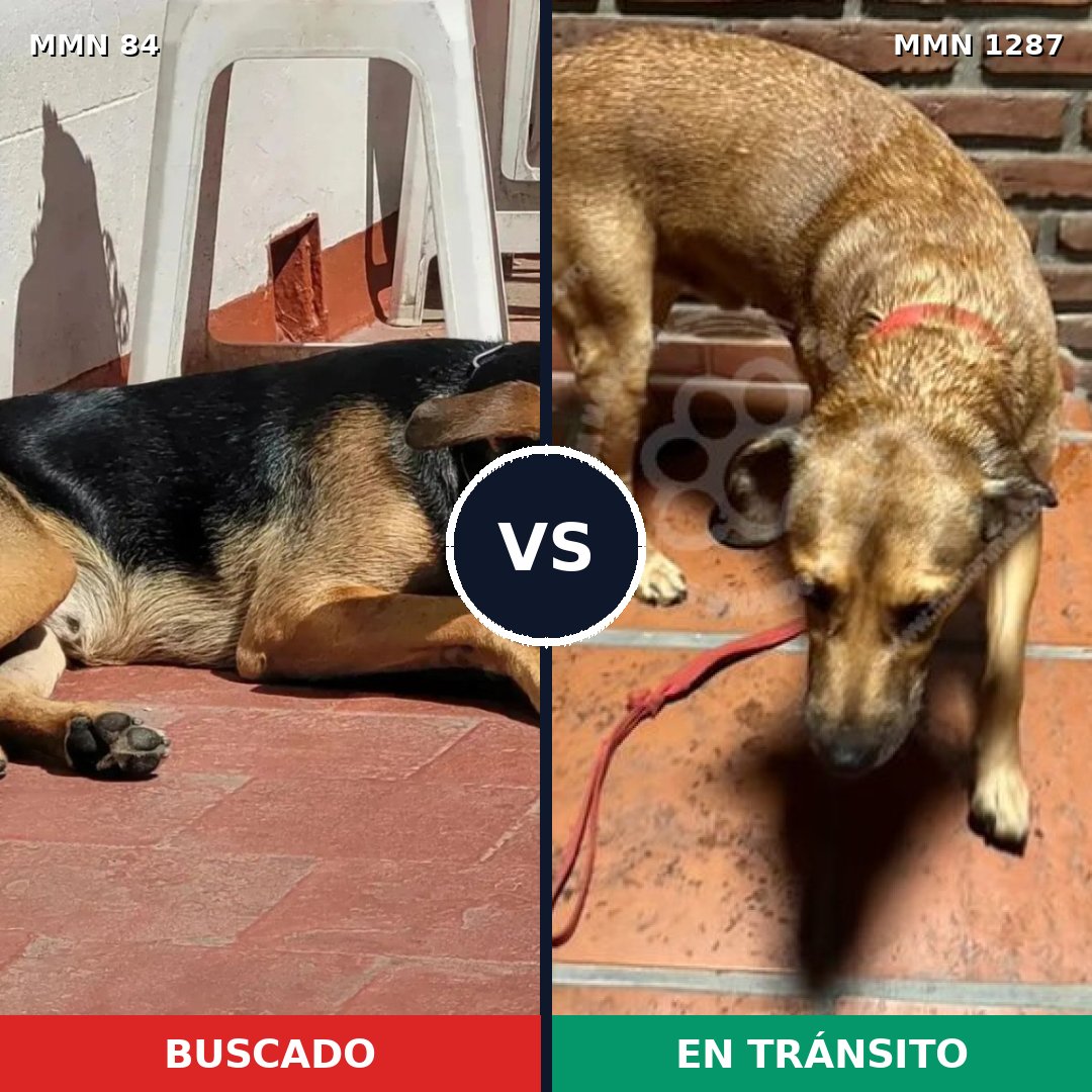 Comparativa MMS 21499: mascota perdida y mascota encontrada, 51% de similitud
