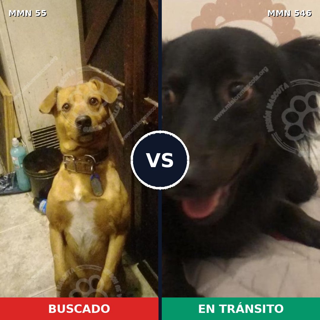 Comparativa MMS 2150: mascota perdida y mascota encontrada, 55% de similitud