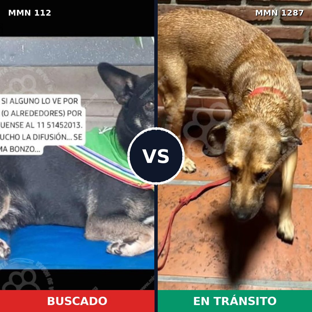Comparativa MMS 21500: mascota perdida y mascota encontrada, 61% de similitud