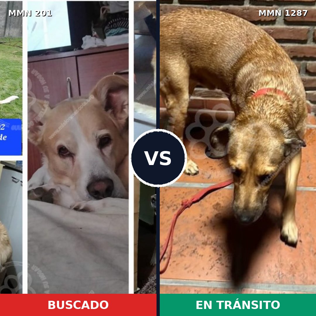Comparativa MMS 21501: mascota perdida y mascota encontrada, 57% de similitud