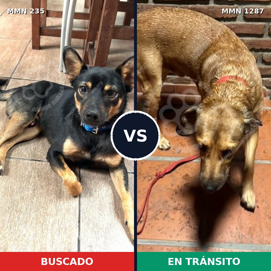 Comparativa MMS 21503: mascota perdida y mascota encontrada, 54% de similitud