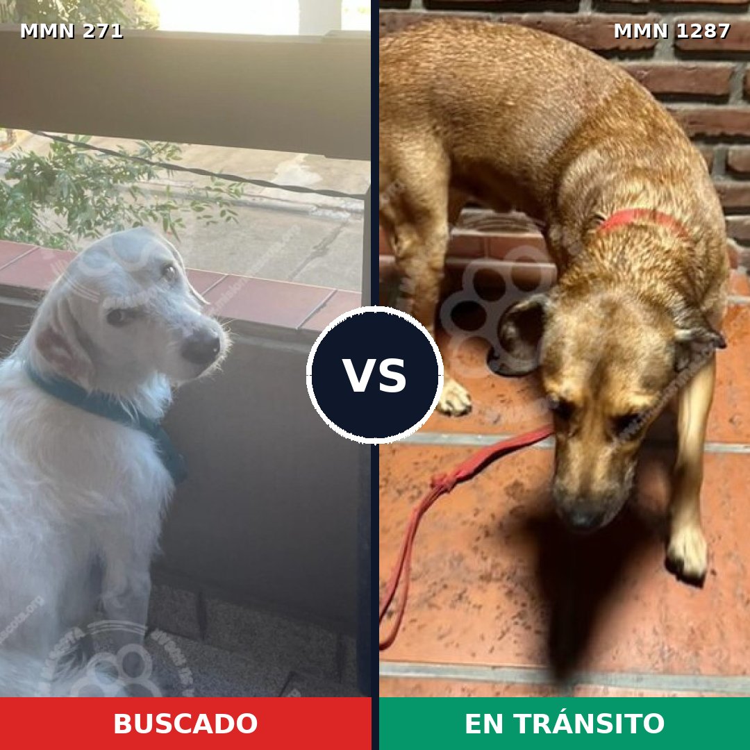Comparativa MMS 21504: mascota perdida y mascota encontrada, 63% de similitud