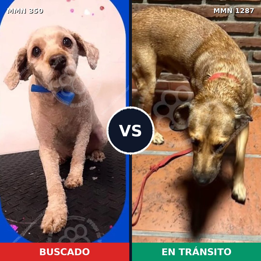 Comparativa MMS 21506: mascota perdida y mascota encontrada, 42% de similitud