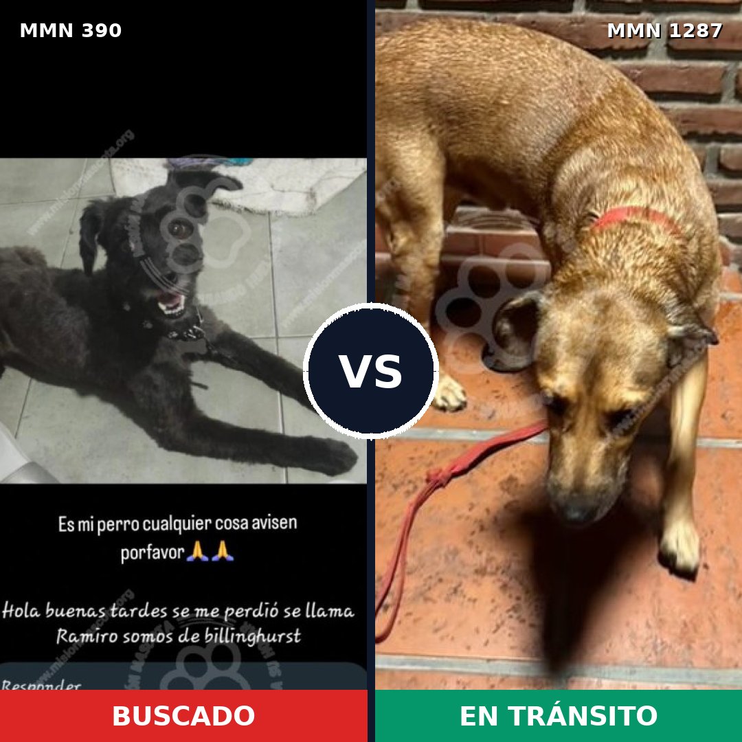 Comparativa MMS 21508: mascota perdida y mascota encontrada, 47% de similitud