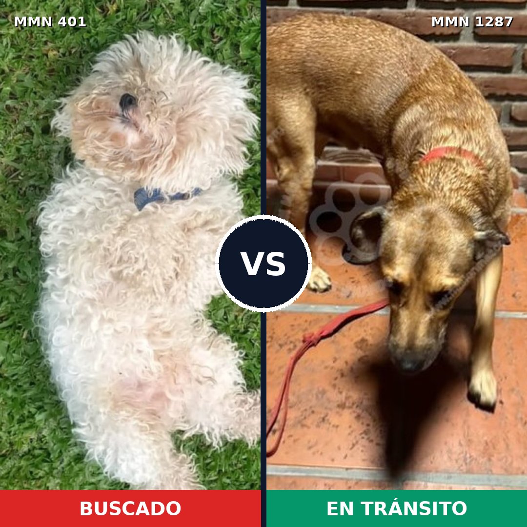 Comparativa MMS 21509: mascota perdida y mascota encontrada, 24% de similitud