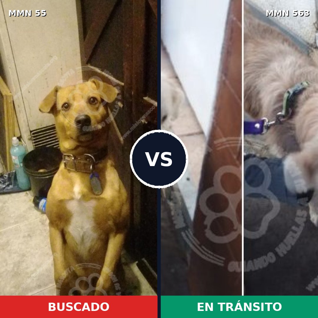 Comparativa MMS 2151: mascota perdida y mascota encontrada, 36% de similitud