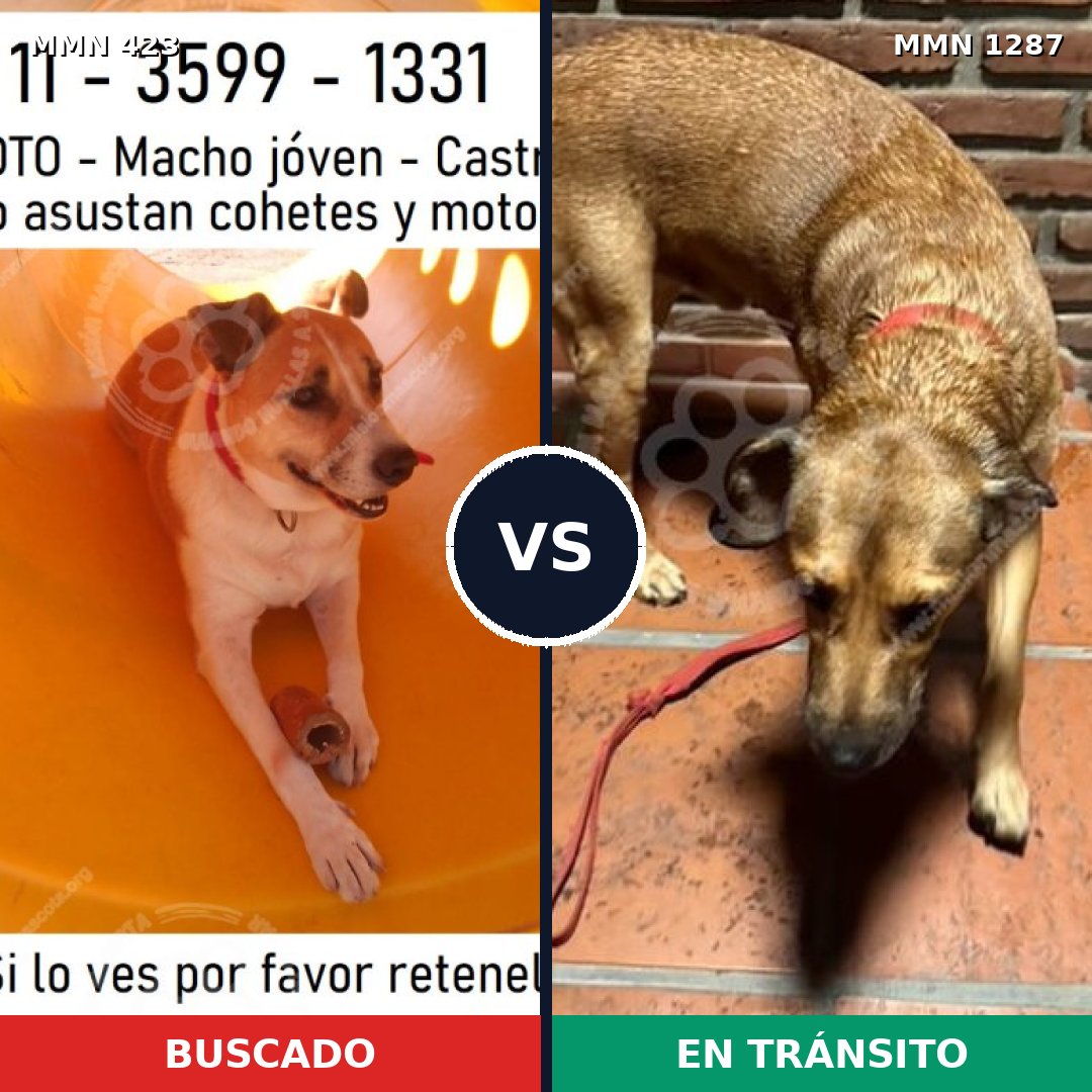 Comparativa MMS 21511: mascota perdida y mascota encontrada, 79% de similitud